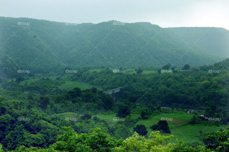 forest is a gift of god