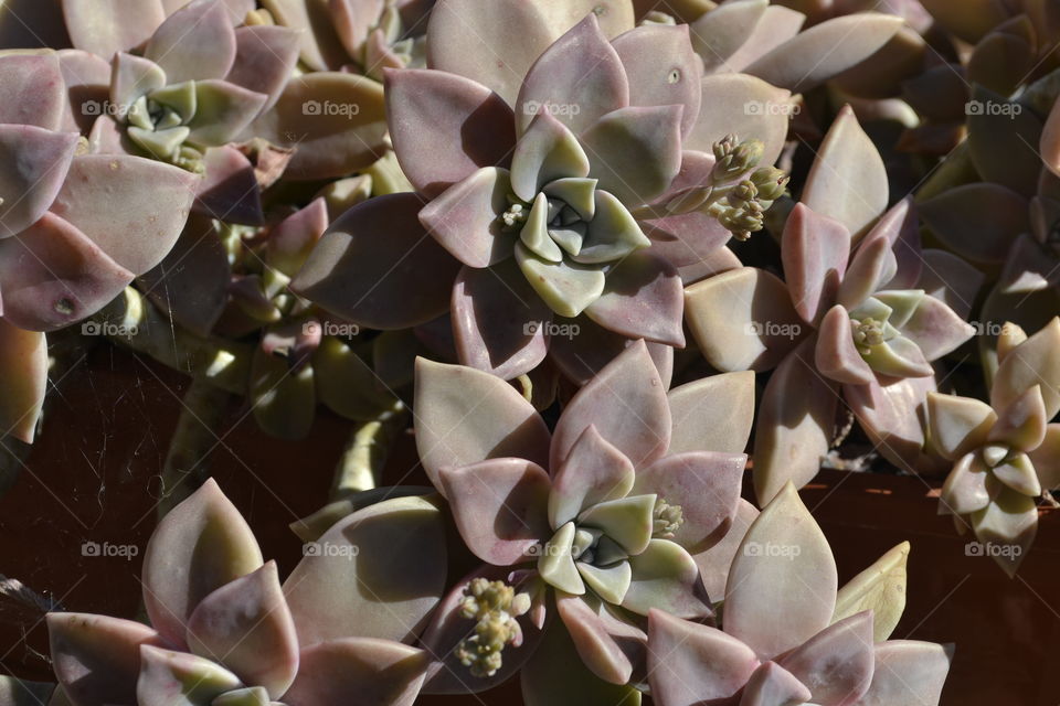 Succulent plants on my balcony.