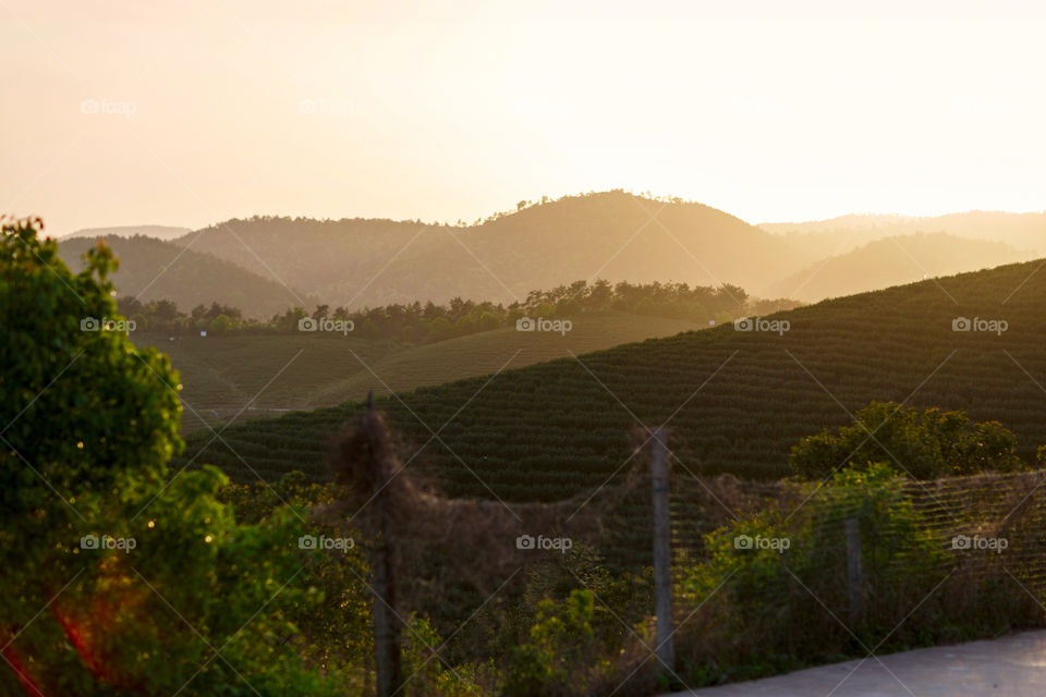 Sunset on tea plantation 