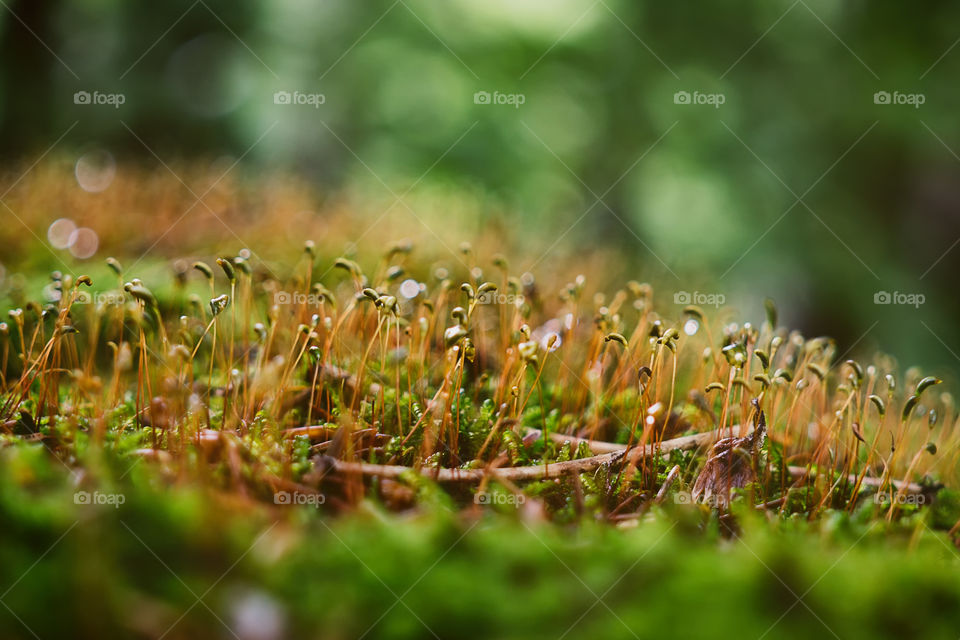 moss in the forest