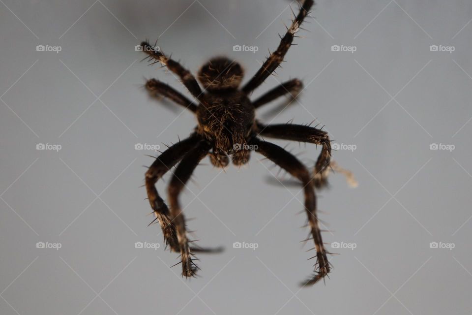 Wolf spider guarding the porch