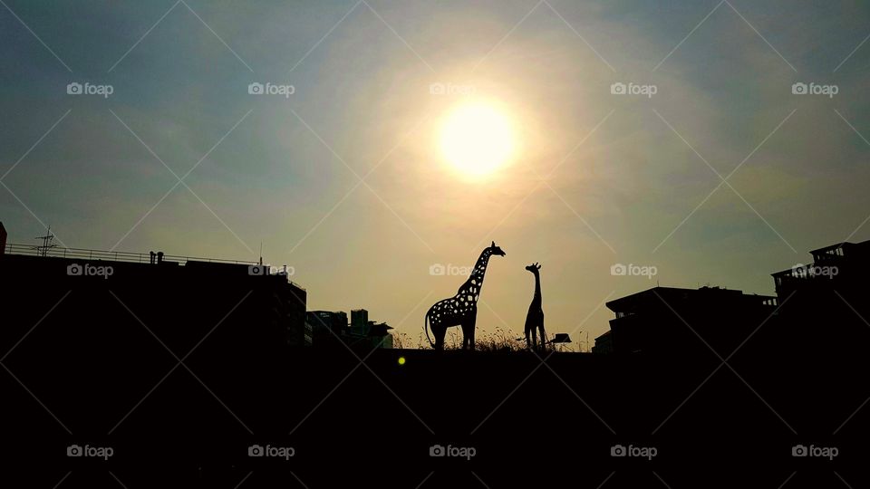 Giraffes on the roof