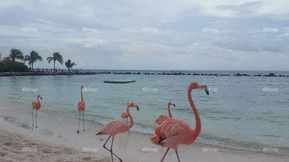 Flamingo Beach, Aruba . Aruba Anniversary Vacation 
