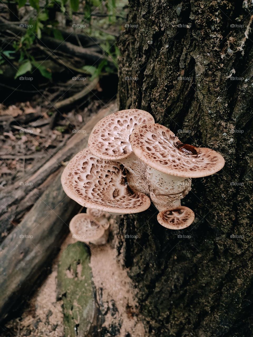 Wild mushrooms on the tree trunk Dryad’s saddle, Pheasant’s back mushroom, scaly polypore, Polyporus squamosus, Cerioporus squamosus