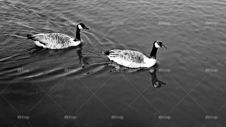 Geese swimming in the lake at Needham Market.