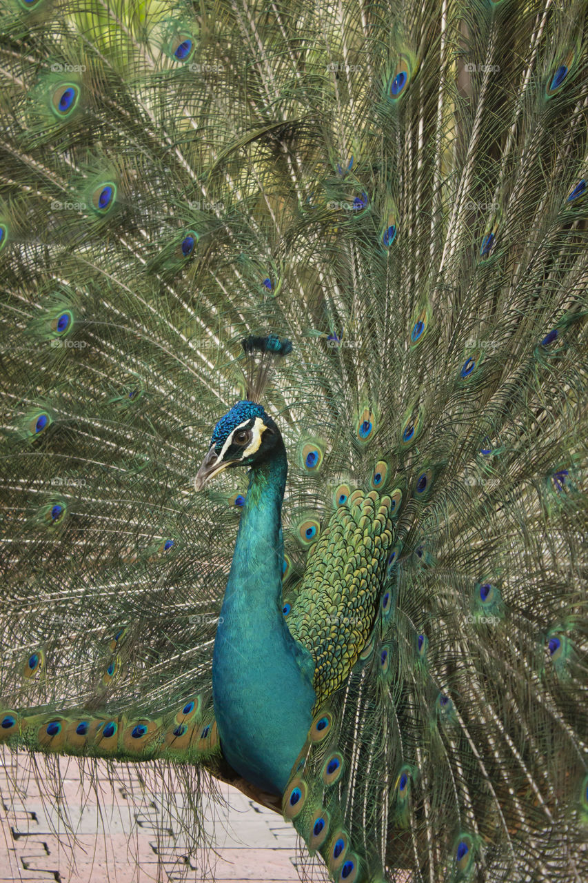 peacock in Bird Park, Kuala Lumpur, Malaysia