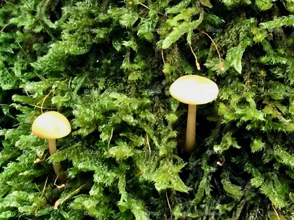 Moss and mushrooms 