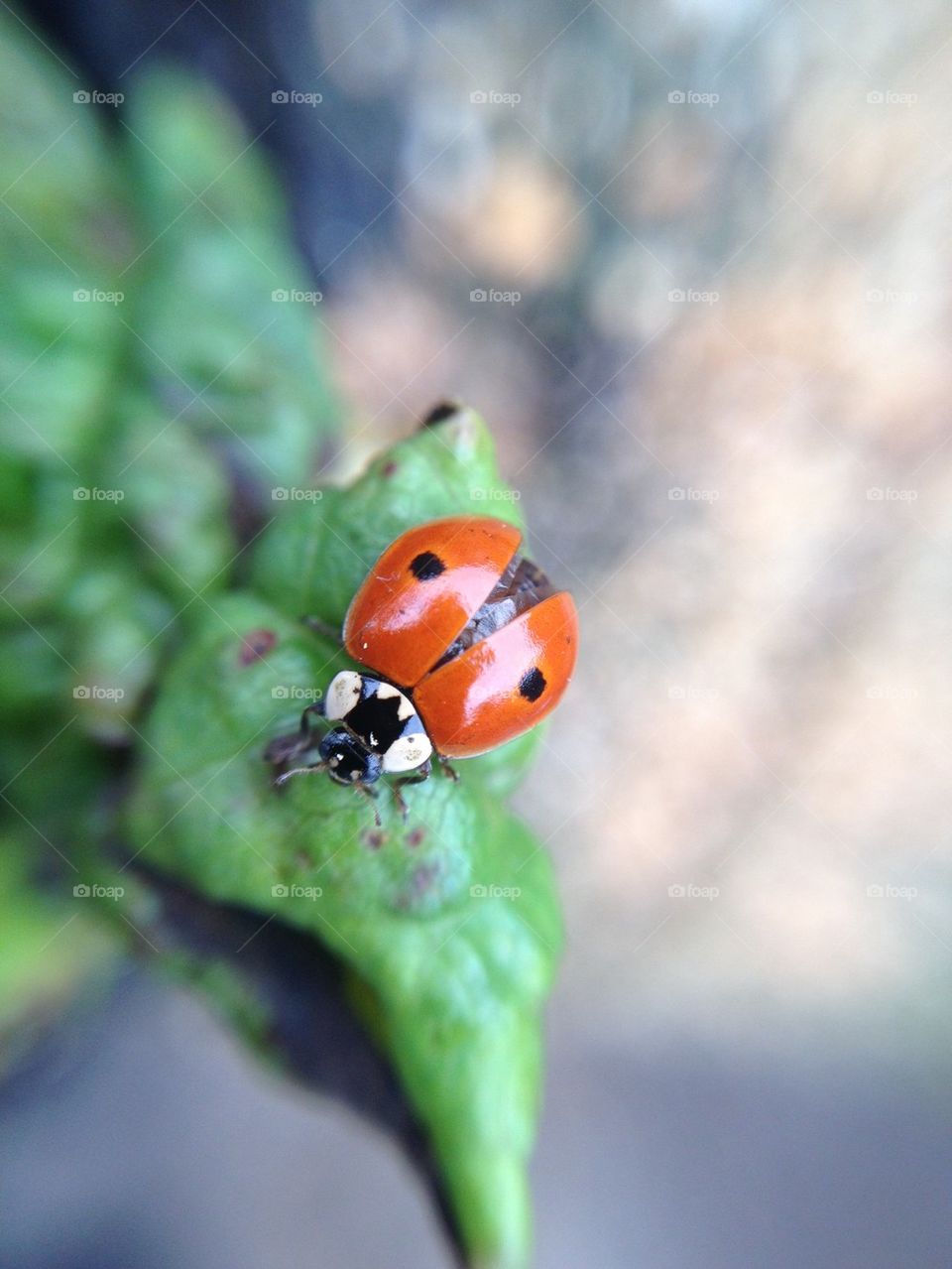 Ladybug