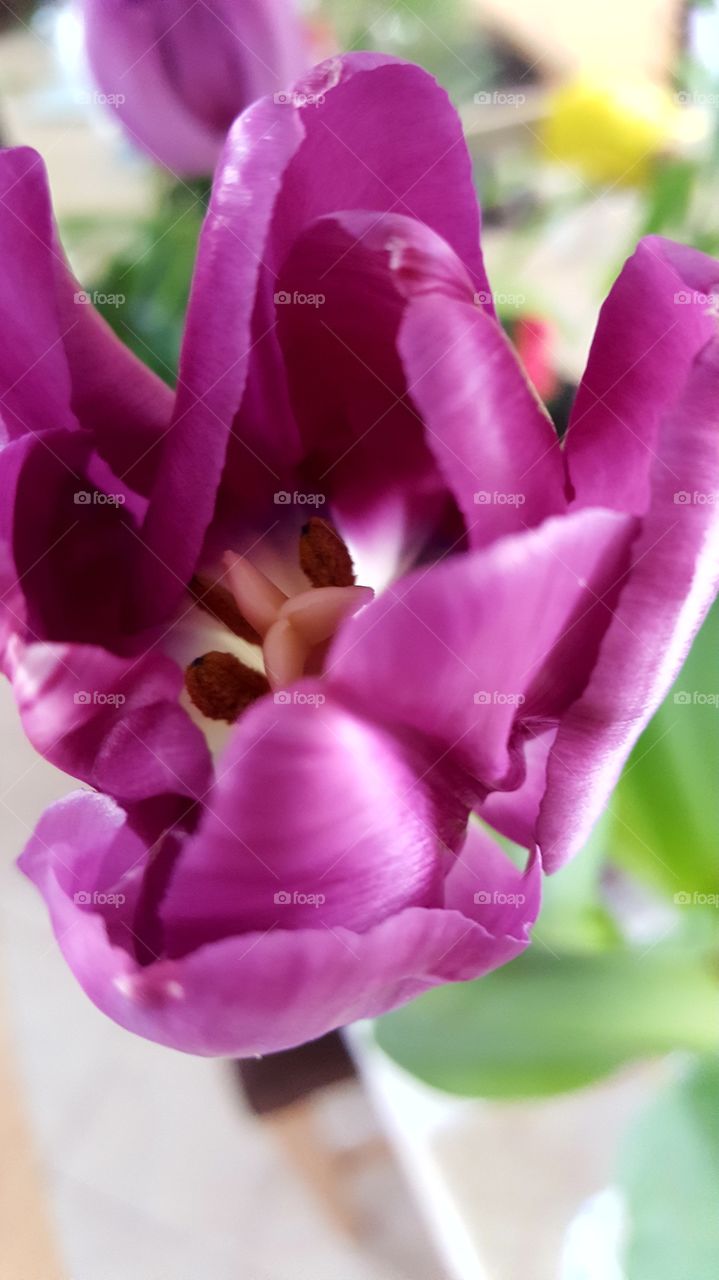 Beautiful macro shots