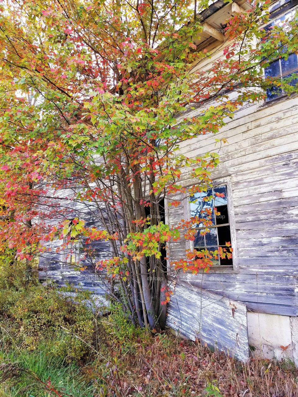 abandoned farmhouse in autumn