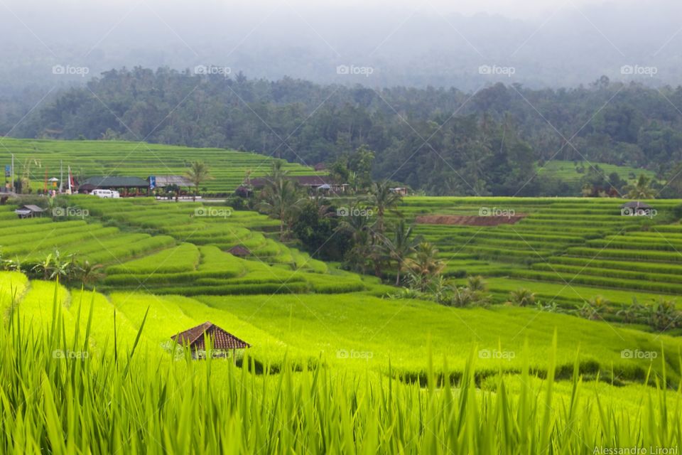 Rice fields of bali, Indonesia