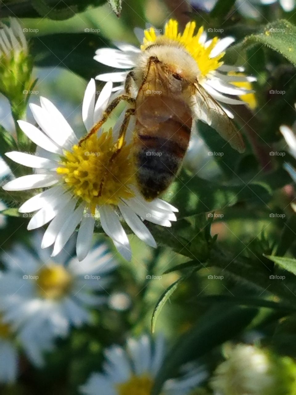 Bee