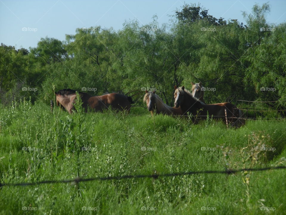 wild horses. This is a picture of some horses that I saw while out riding my bike 🚲 this weekend