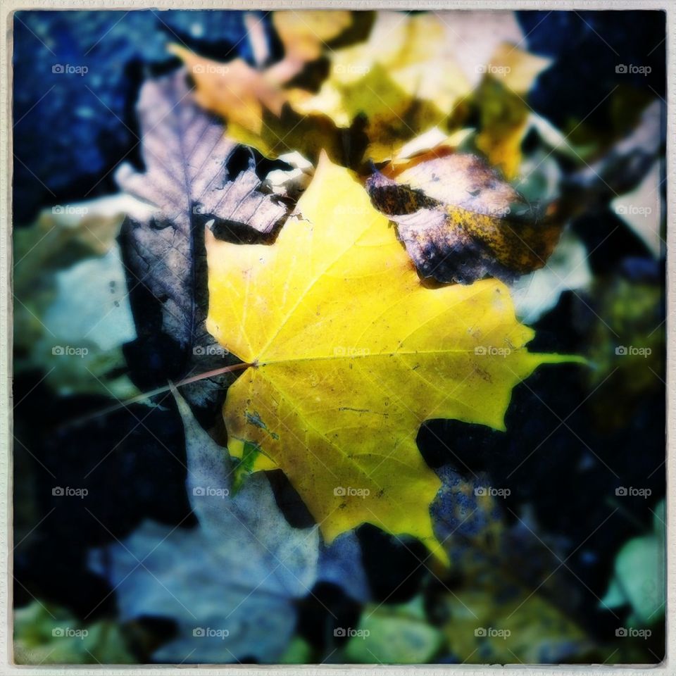 Yellow autumn leaf.