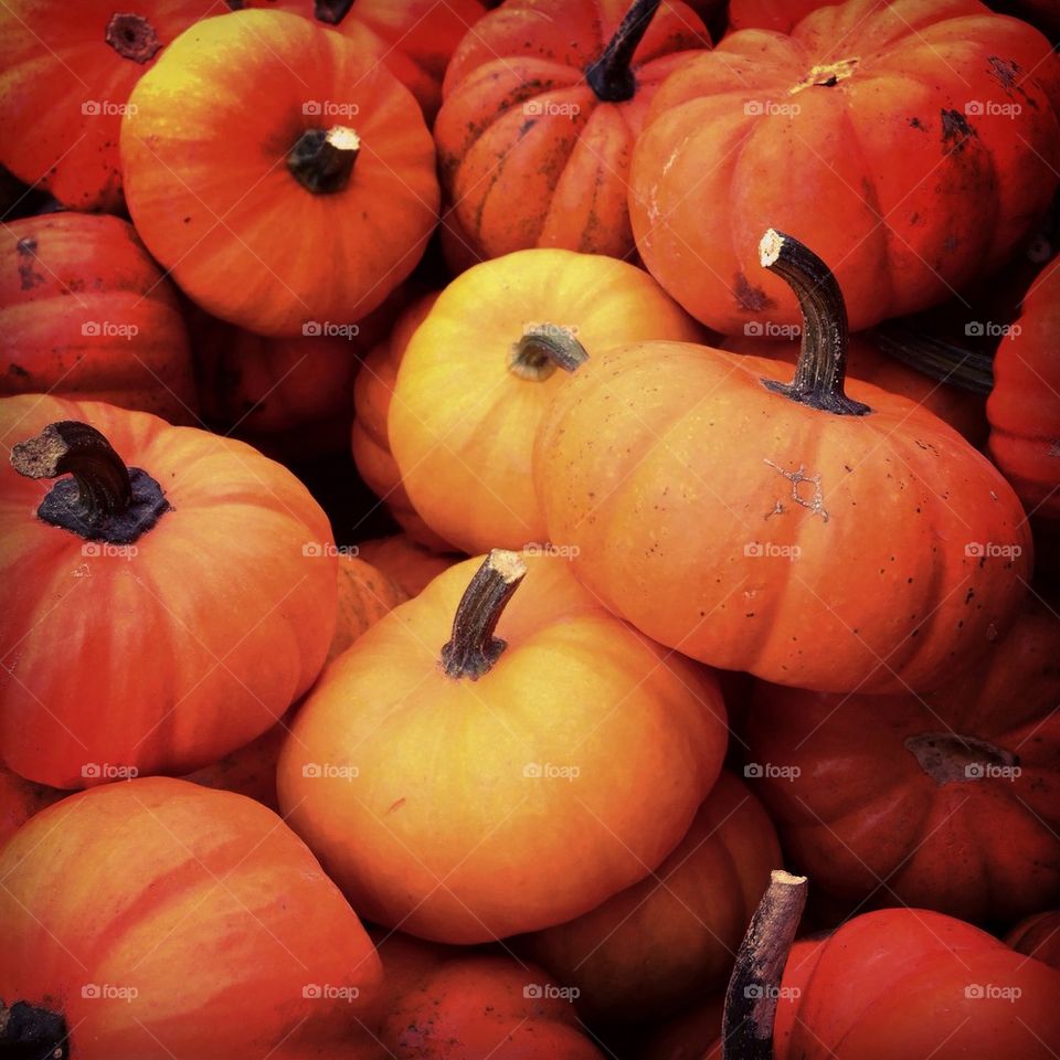 Miniature pumpkins at Larriland Farm, Maryland