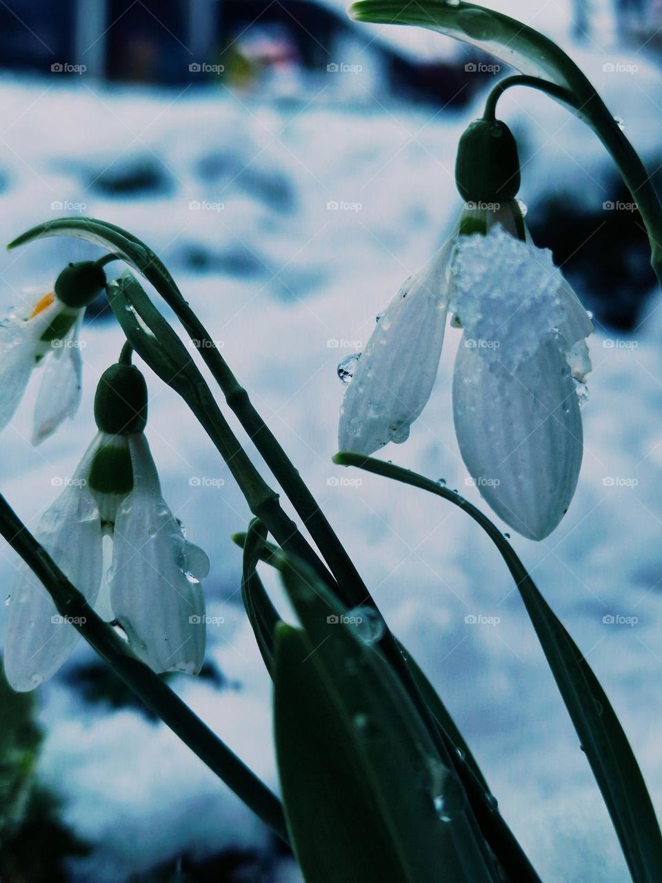 snowdrop