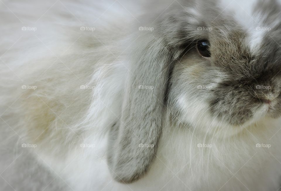 Soft, floppy bunny at rabbit rescue.