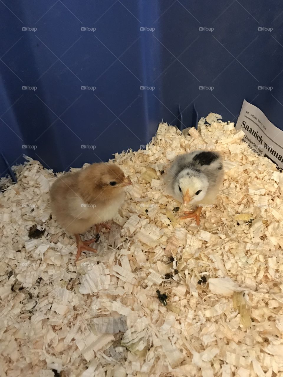 Baby chicks hatched in a kindergarten classroom
