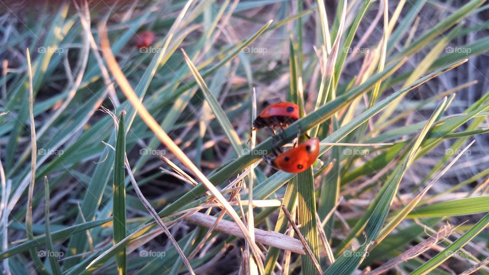 Ladybugs