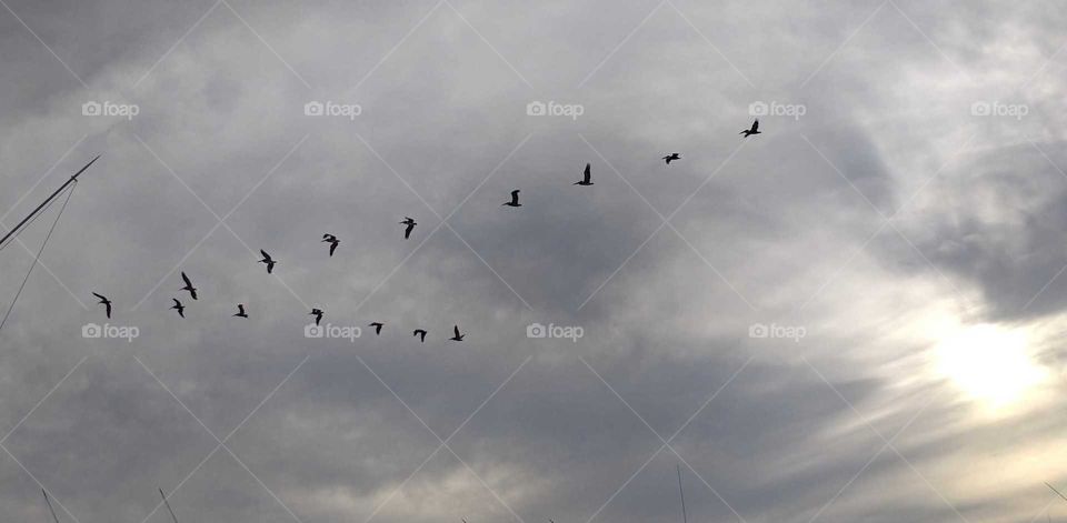 v formation of birds
