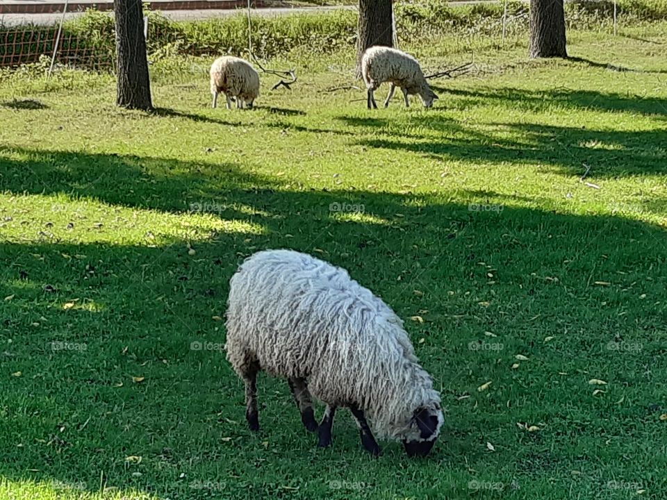sheep browsing grass in the field