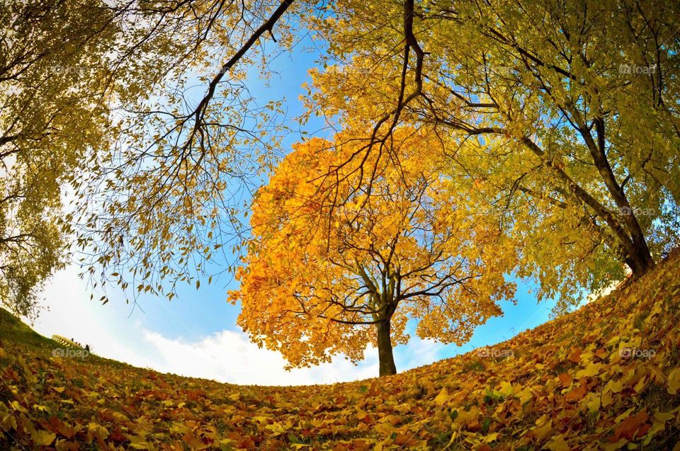 Yellow tree in Autumn taken with fish eye lens 