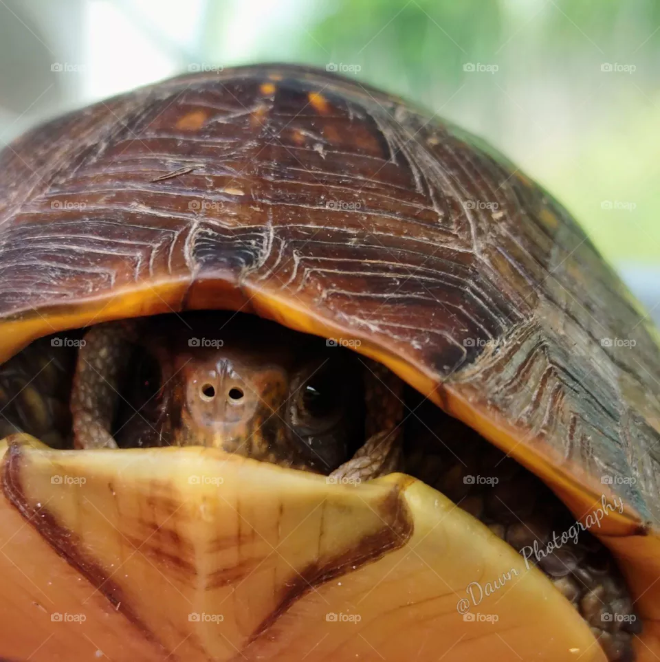 Nosey Turtle