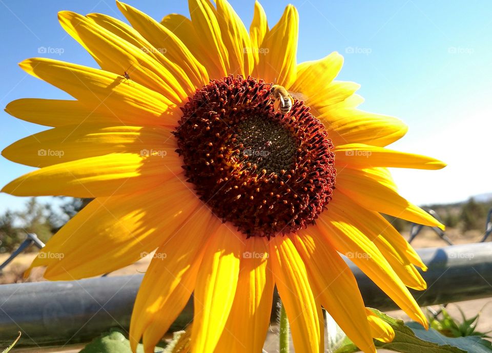 Bee on Sunflower