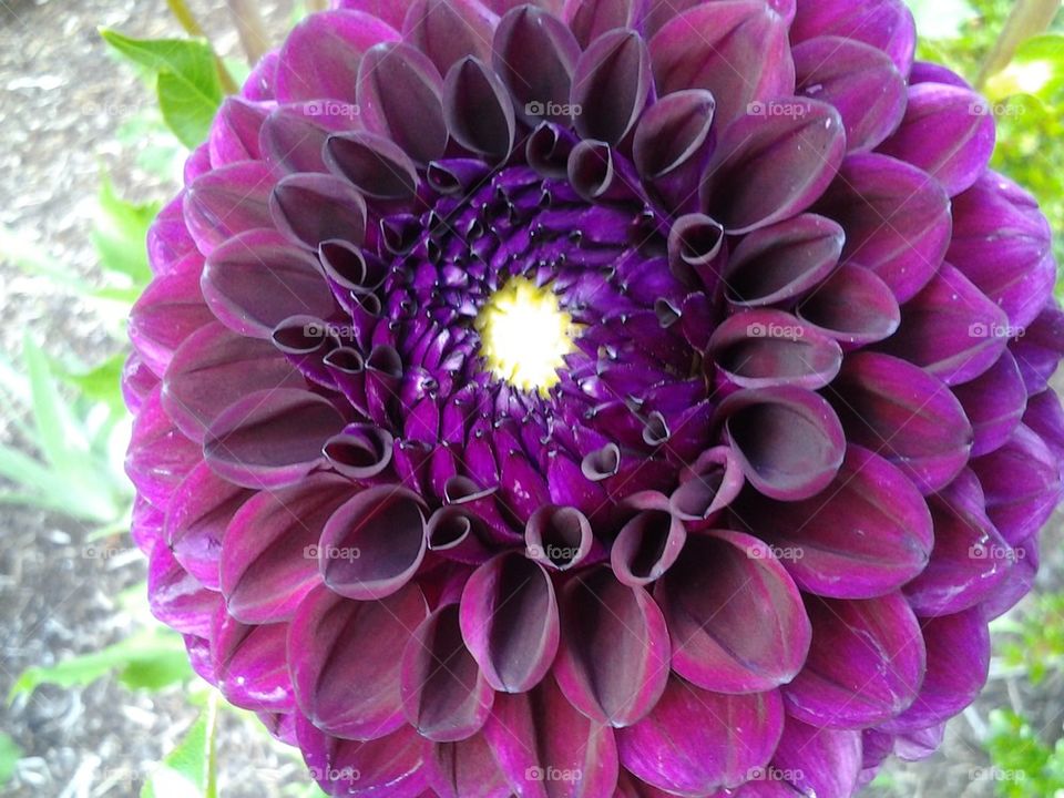 purple flower,