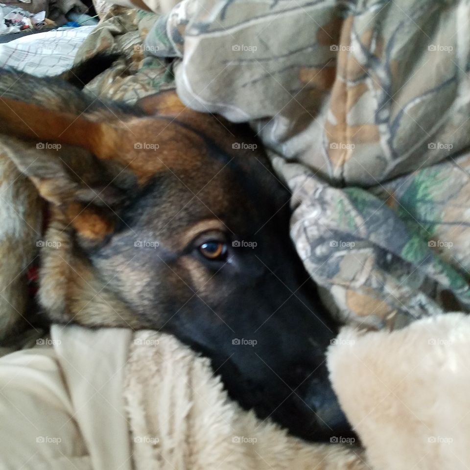hiding under the blanket