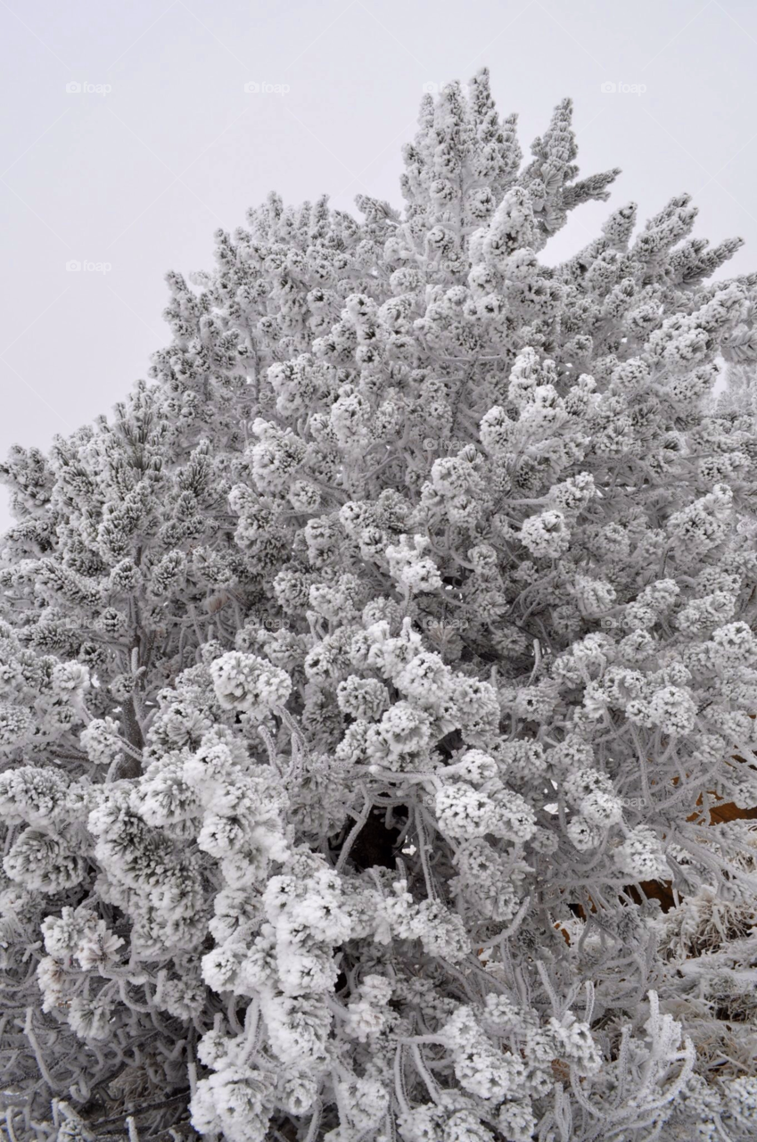 winter white mountain tree by jimmykane