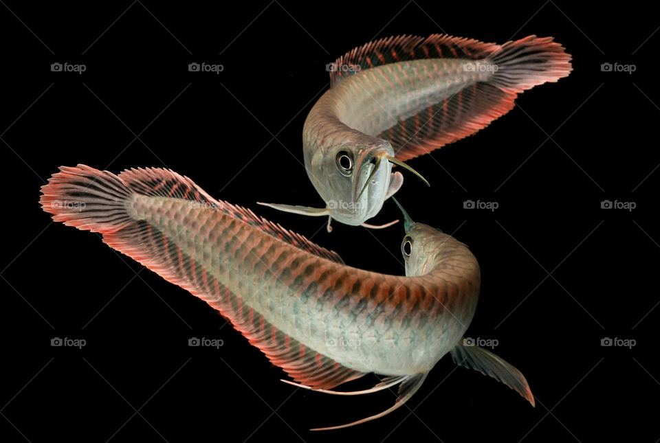 silver red arowana