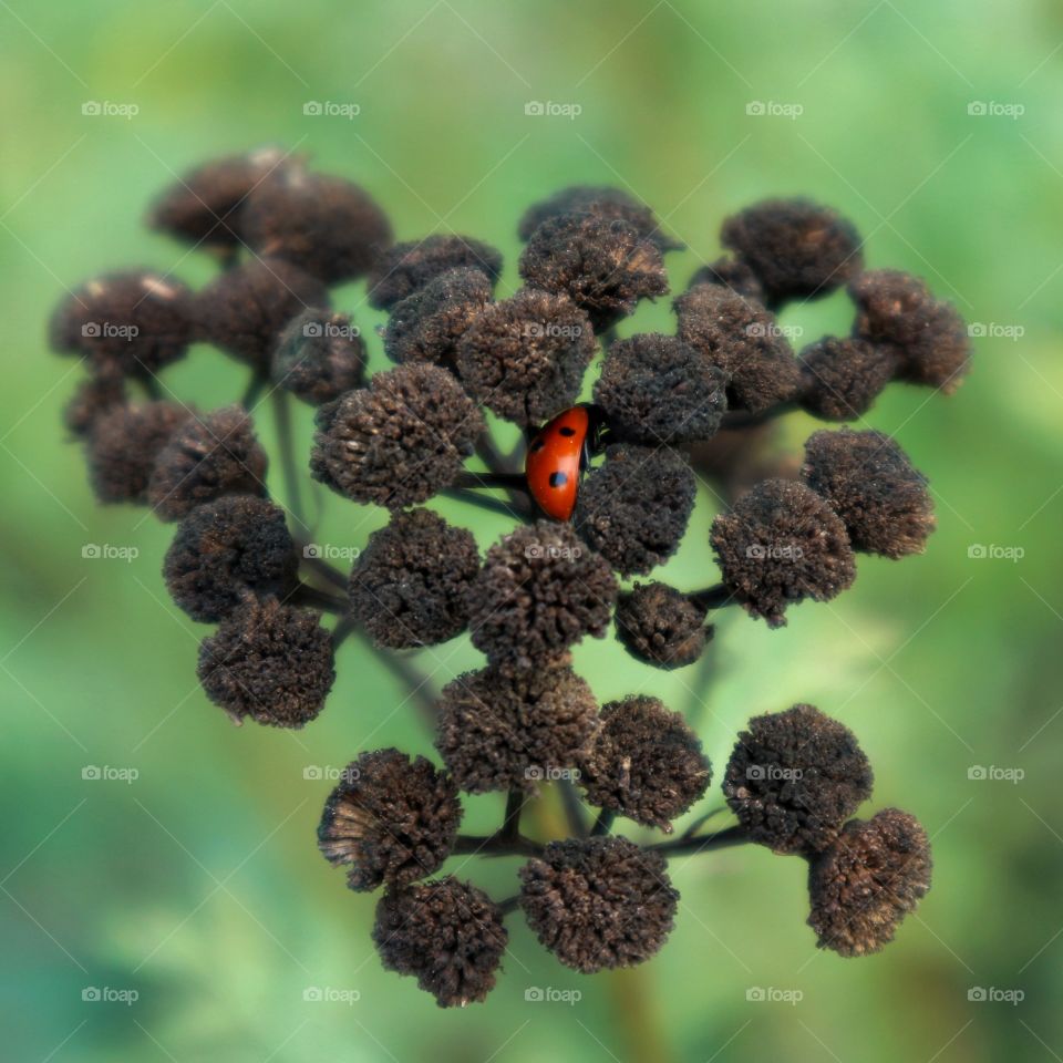 Ladybug