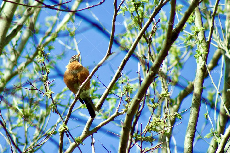 A bright-eyed robin overhead in a tree against a clear blue sky in early spring