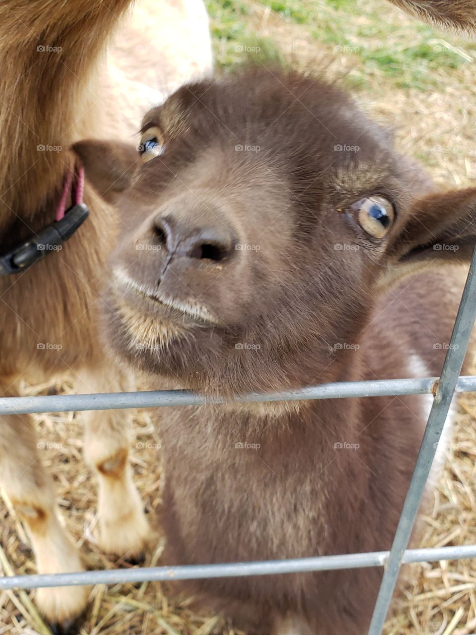 Sweet one with brown eyes