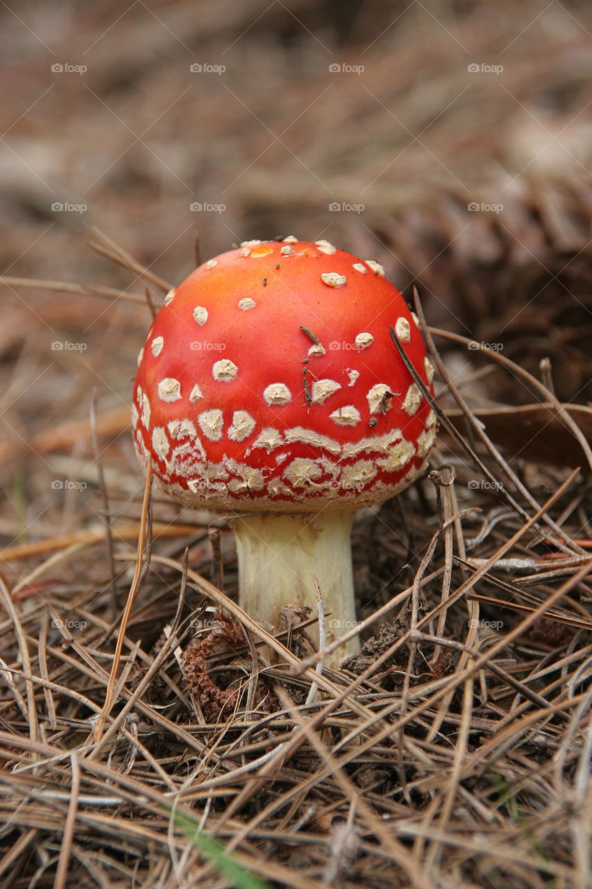 macro red autumn pine by kshapley