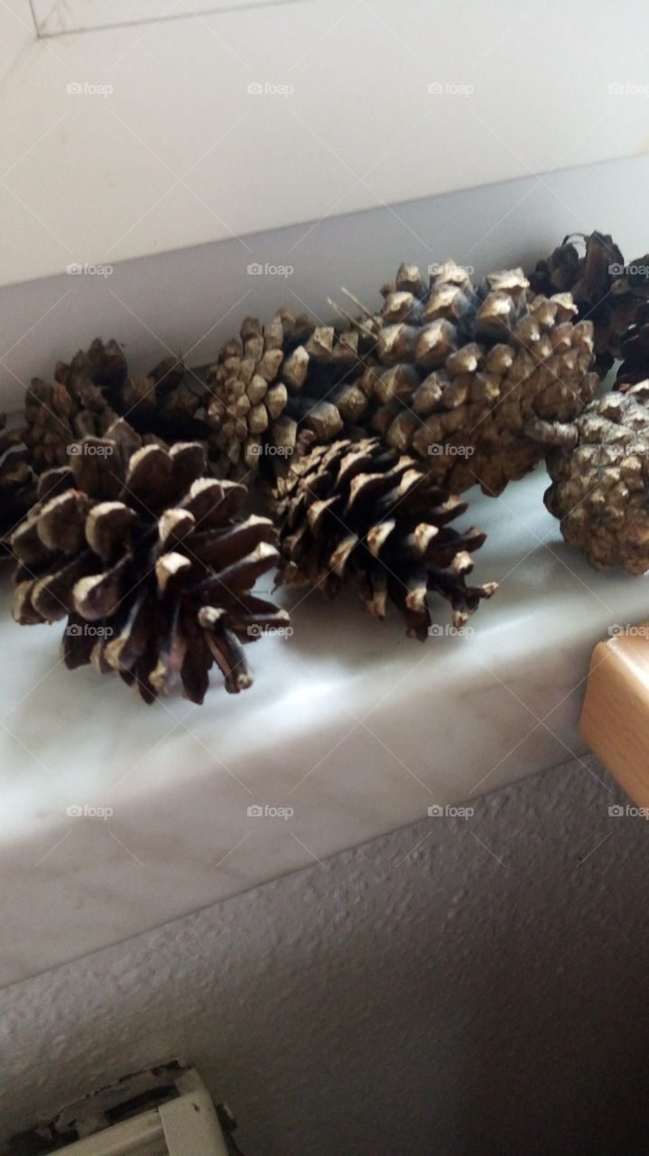 Сосновые шишки