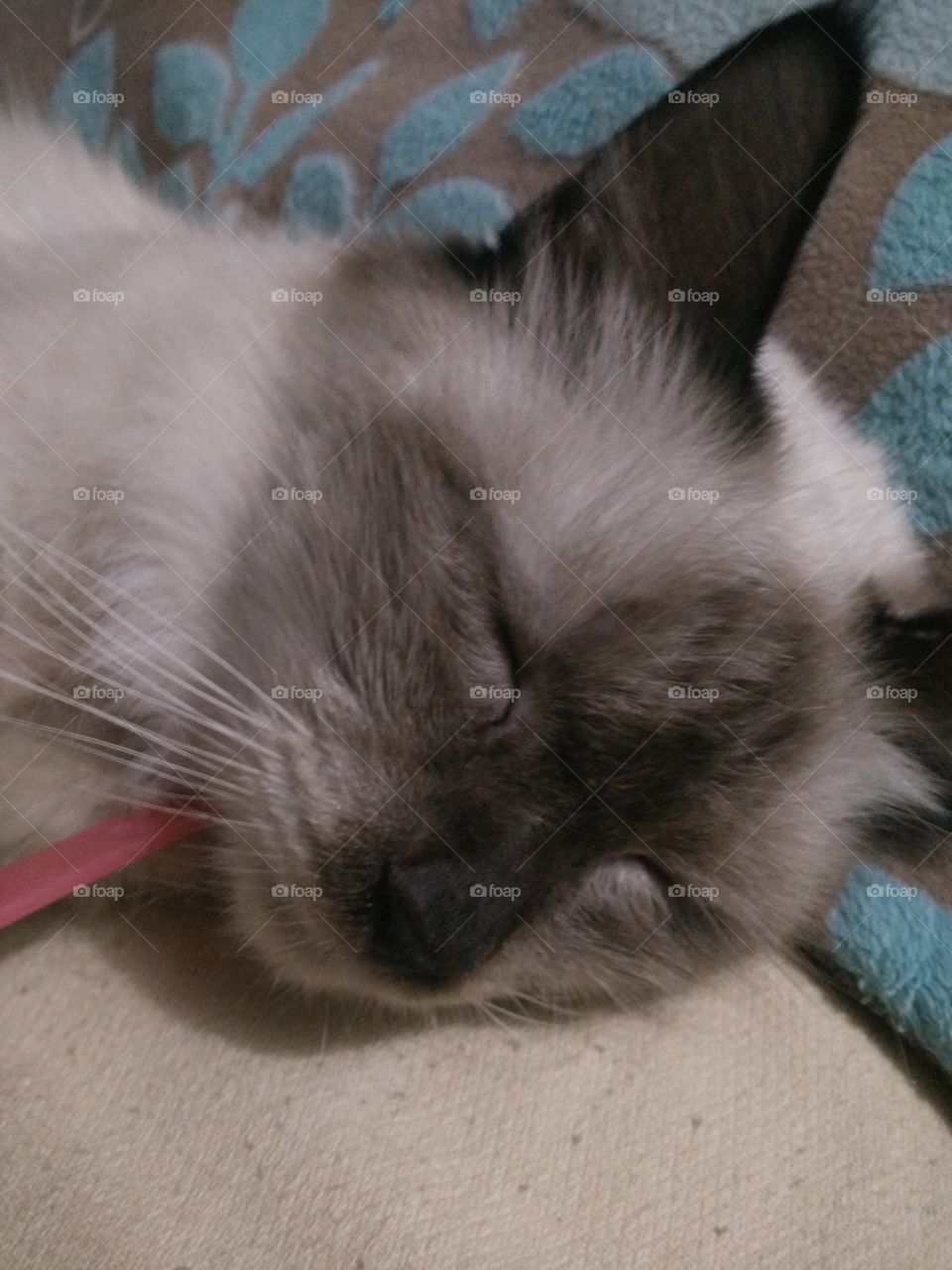 sleeping Molly cat