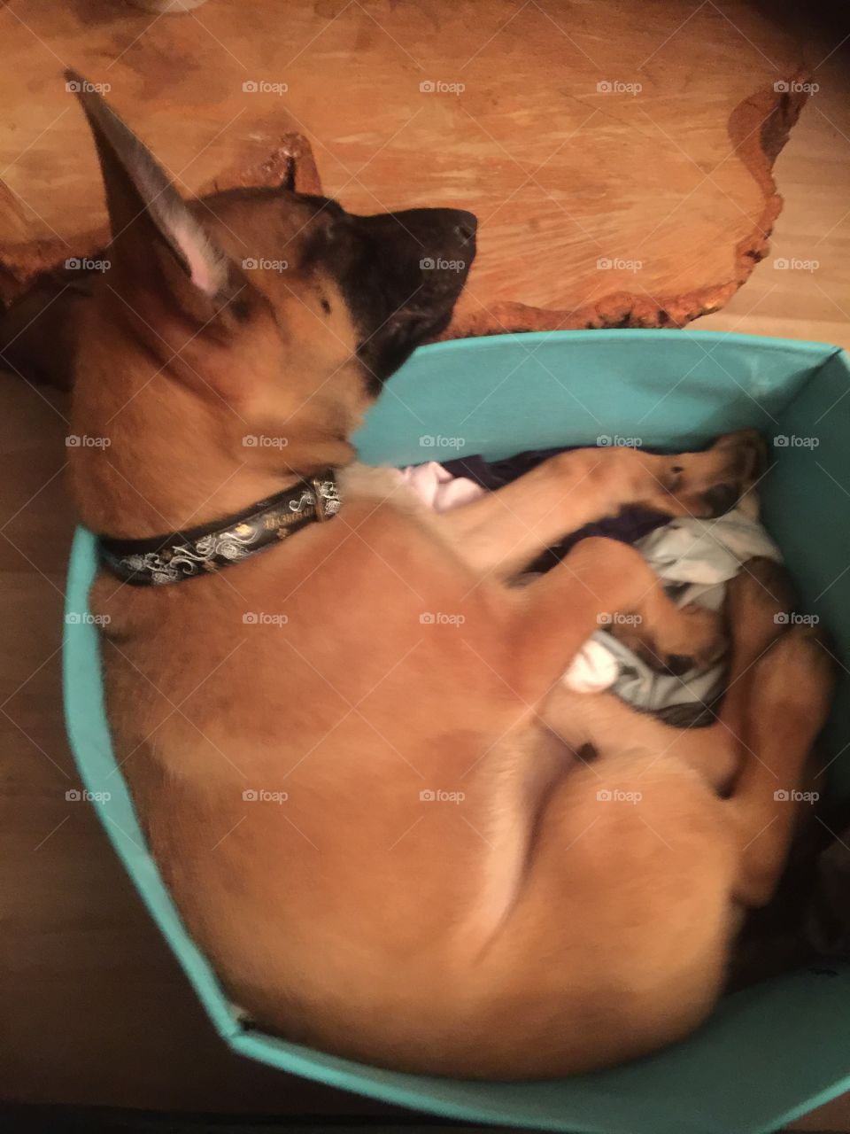 Malinois pup in a small bin