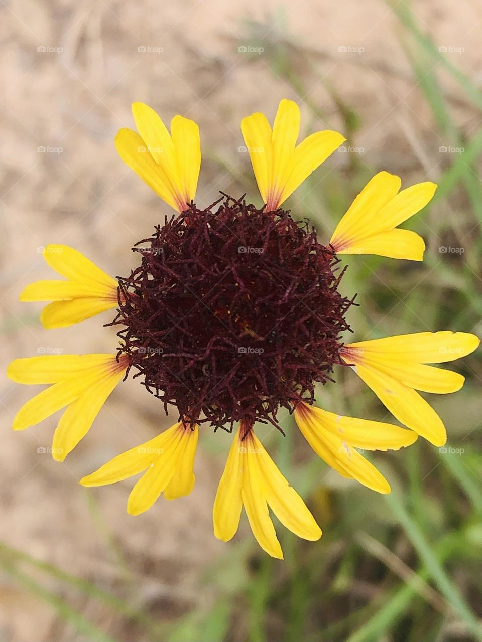 Unique red flower with sweet yellow petals growing here on the ranch in Texas 