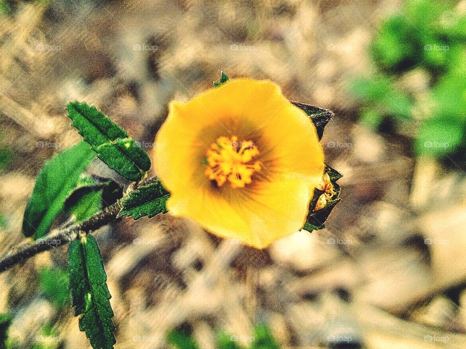 yellow flower