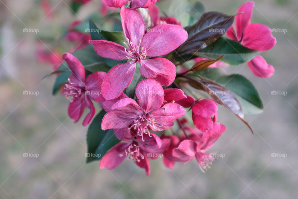 crabapple blooms