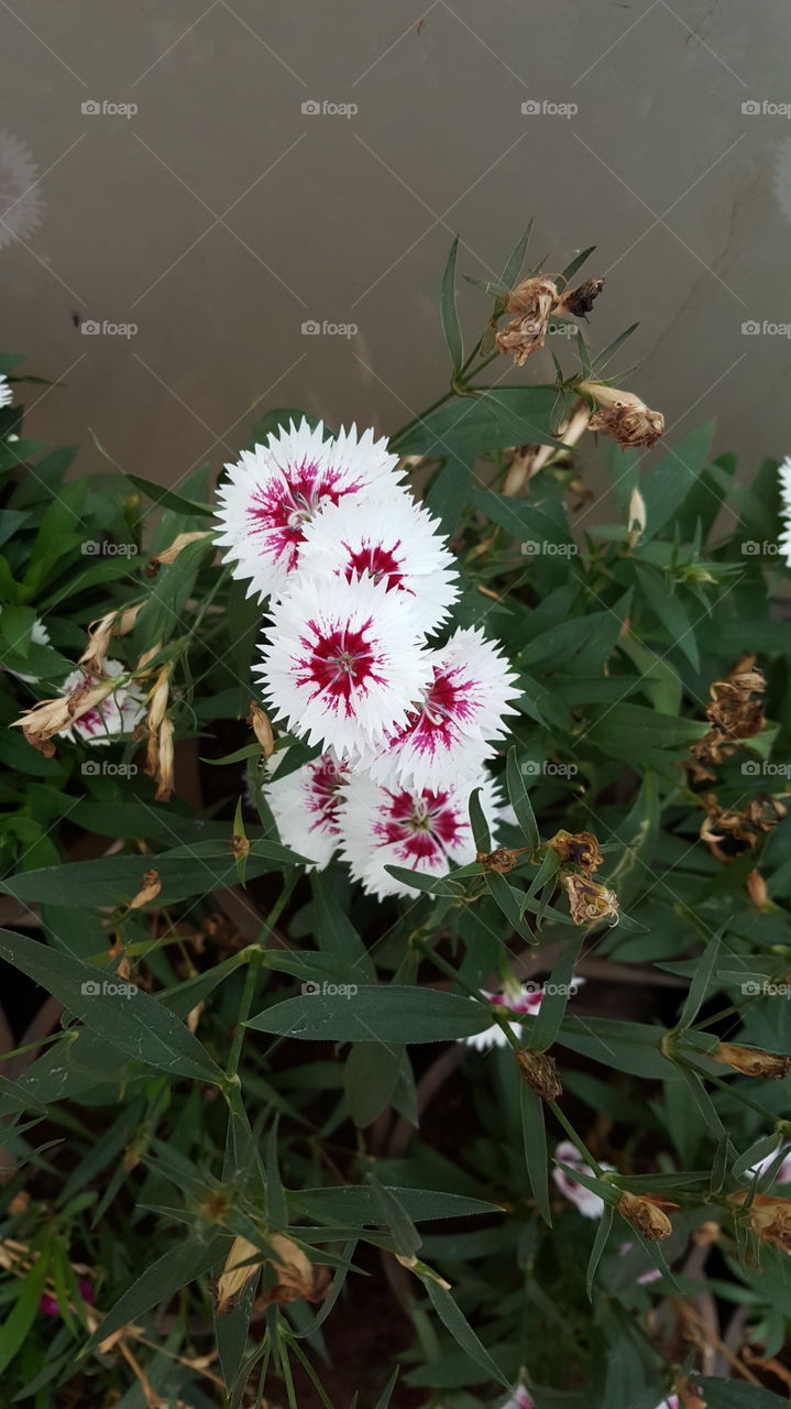 Beautiful Potted Plant - White & Pink Dianthus Flowers