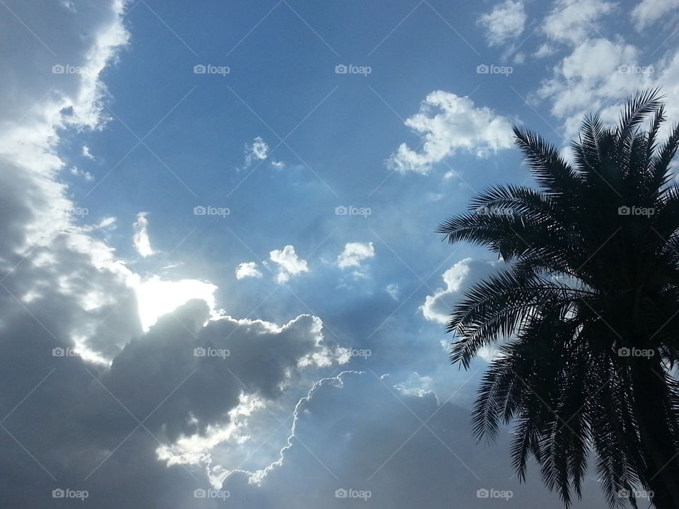 Cloud and Palm