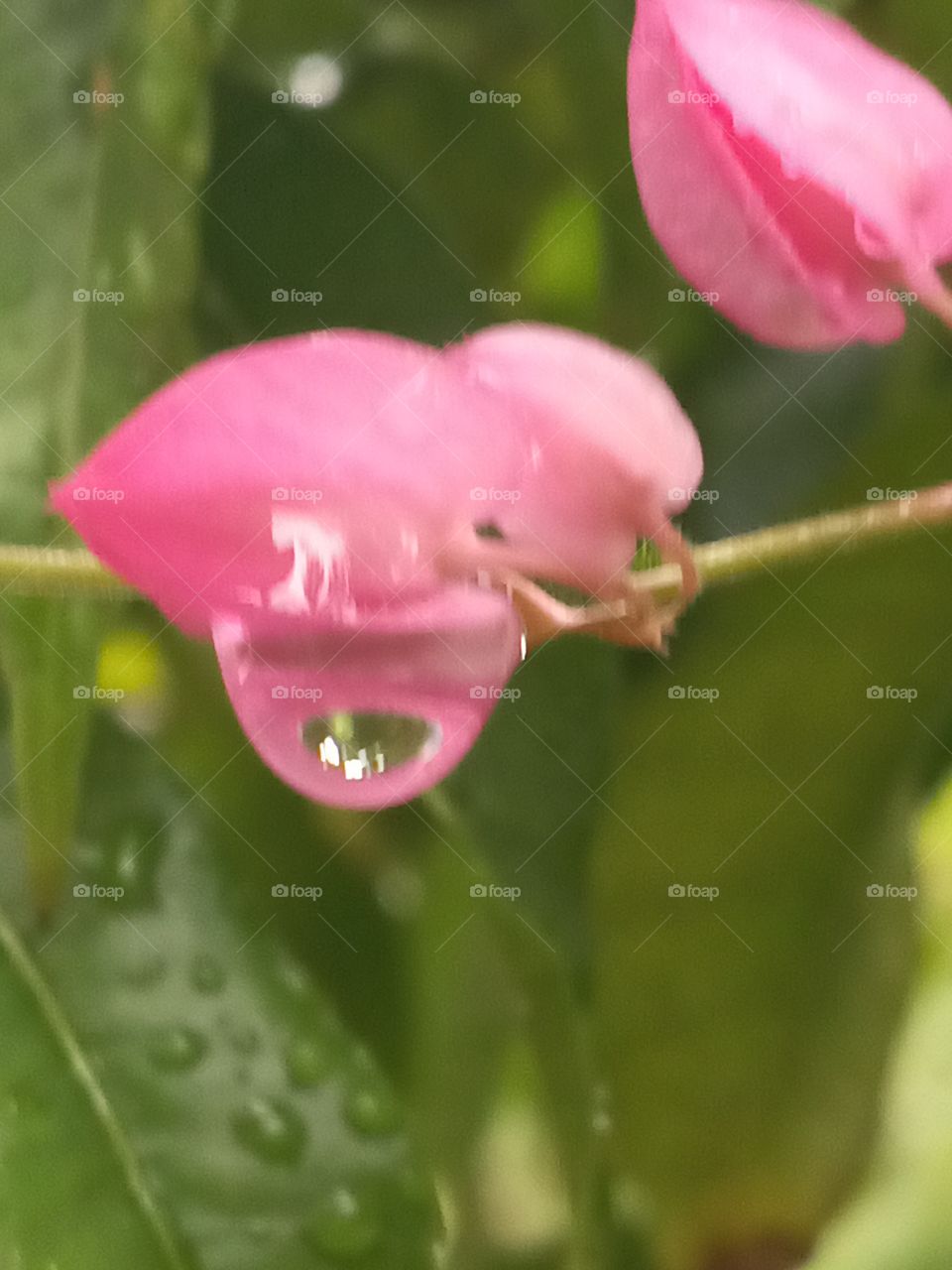 water droplet on bee bush