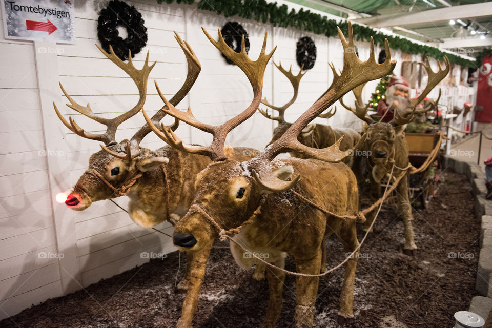 Santa with his sleigh and reindeers on display at a store in Sweden.