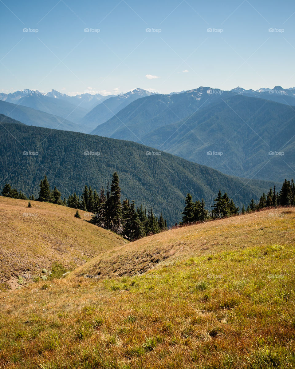 Hurricane Ridge in Olympic National Park, Washington