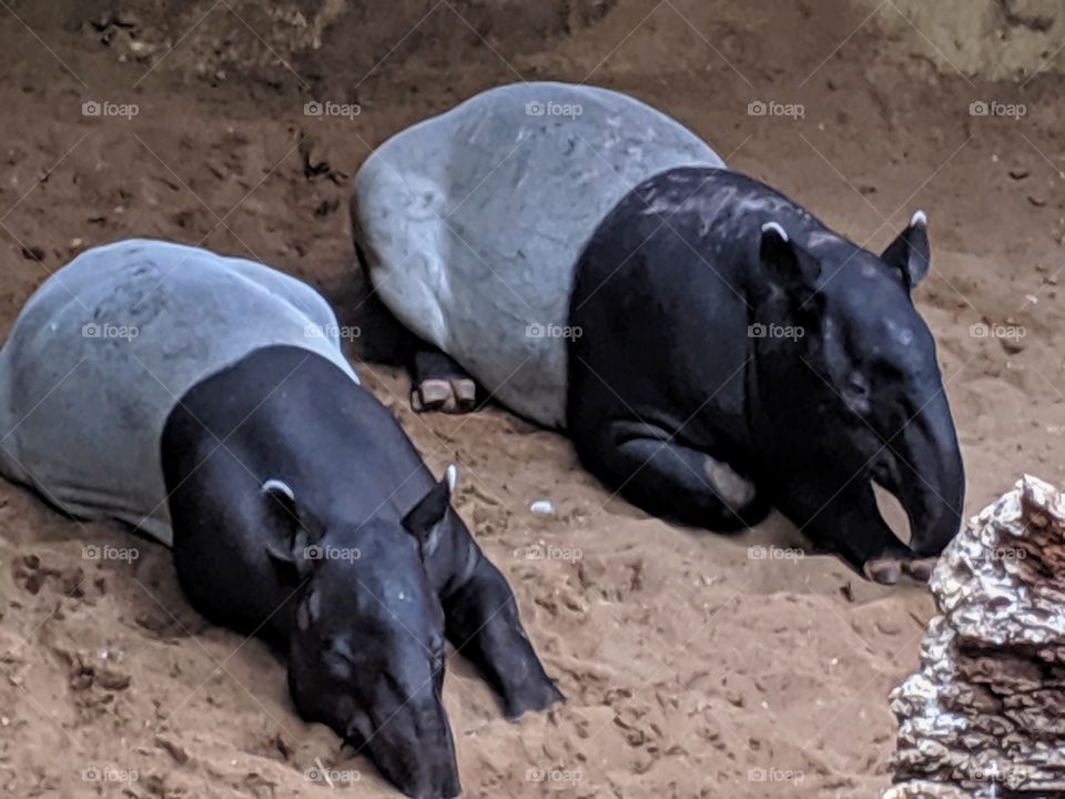 trip to the zoo; wildlife