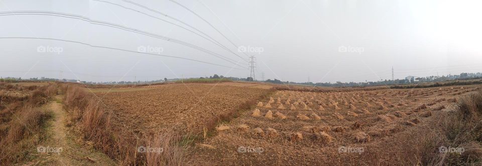 beautiful paddy cultivation.