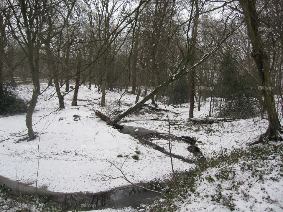 Woodland Snow